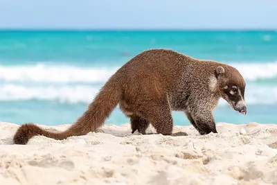 Coatimundi
