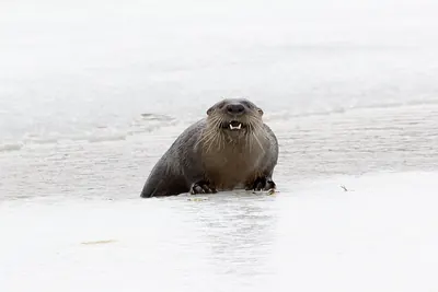 North American River Otter