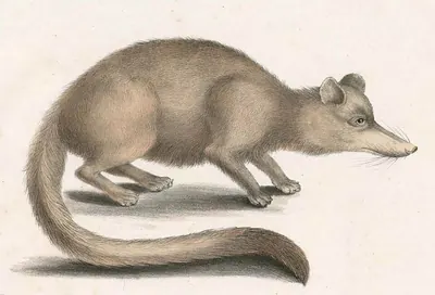 Crab-eating Mongoose