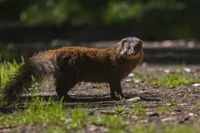 Brown Mongoose