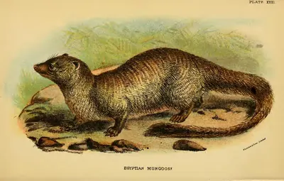 Large Grey Mongoose