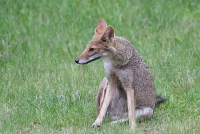 Pampas Fox
