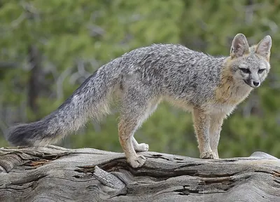 Tree fox