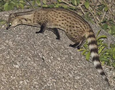 Small Indian civet