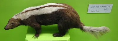 Striped Hog-nosed Skunk