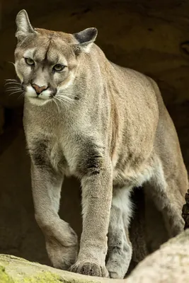 Red tiger