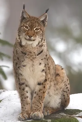 Eurasian lynx