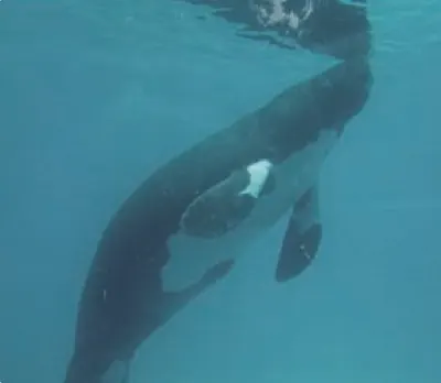 South American Manatee