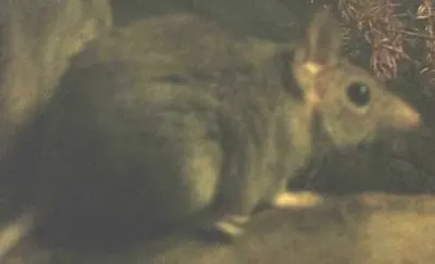 Fawn Antechinus