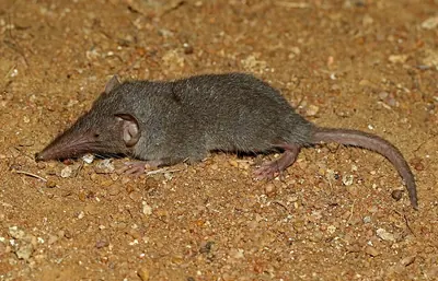 House Shrew