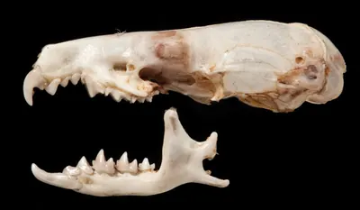 Taiwanese Gray Shrew