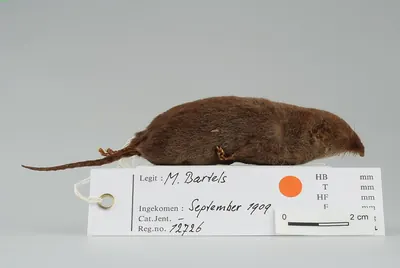 Thick-tailed Shrew