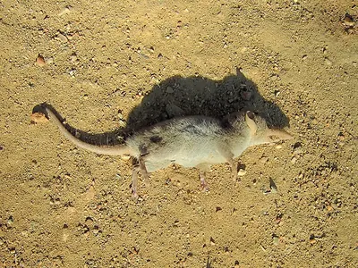 Lesser Red Musk Shrew