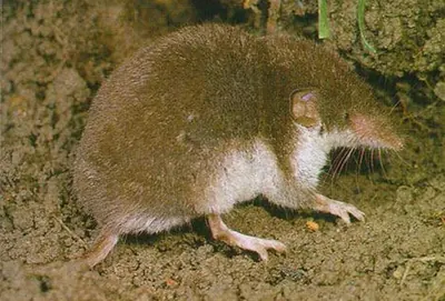 Bicoloured white-toothed shrew, bicoloured shrew