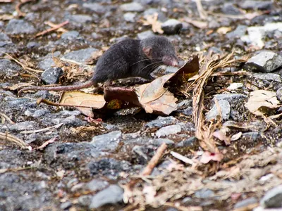 Sunda Shrew