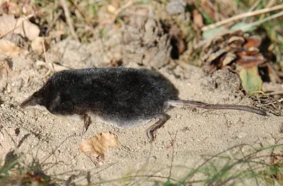 Northern Water Shrew