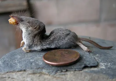 Trowbridge’s Shrew