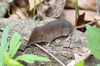 Masked Shrew
