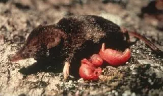 Water Shrew