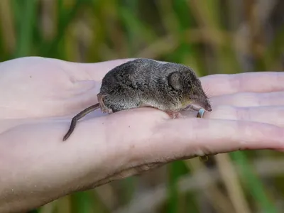 Ornate Shrew