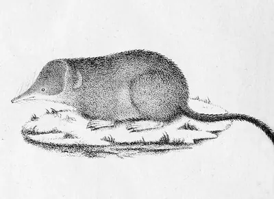 Millet’s Shrew