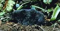 American Shrew-mole