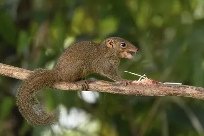 Common Tree Shrew
