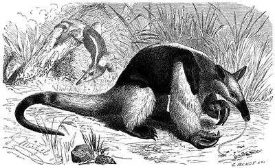 Northern Tamandua
