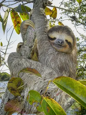 Brown-throated Three-toed Sloth