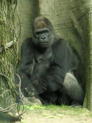 Lowland Gorilla