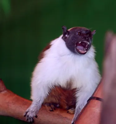 Brazilian bare-faced tamarin