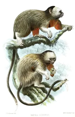 Silvery-brown Bare-face Tamarin