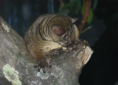 Small-eared Galago
