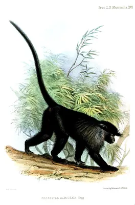 White-cheeked Mangabey
