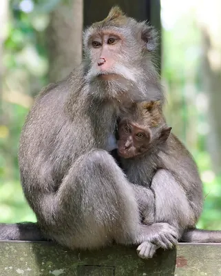Crab-eating macaque