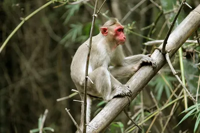 Bonnet Macaque