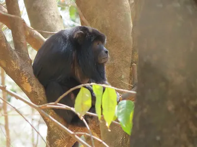 Black-and-gold Howler Monkey