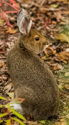 Varying Hare