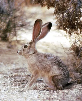 Black-tailed Jackrabbit