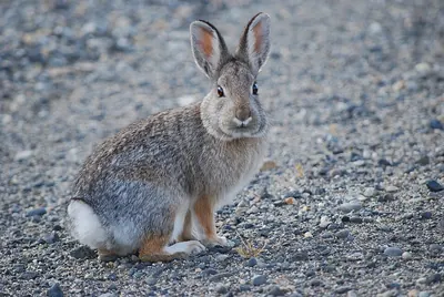 Mountain Cottontail