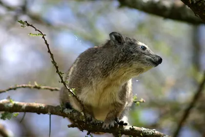Eastern Tree Dassie