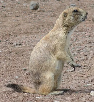 Plains Prairie Dog