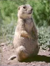 Ruddy Mongoose