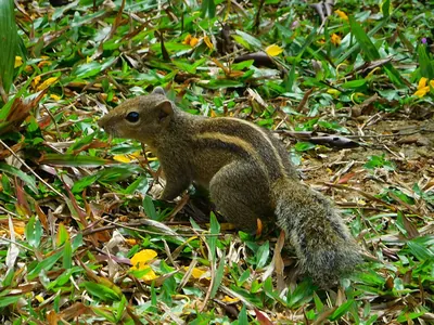 Indian Palm Squirrel