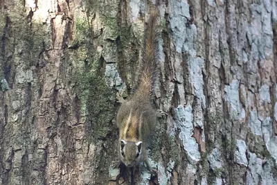 Alexander’s Bush Squirrel