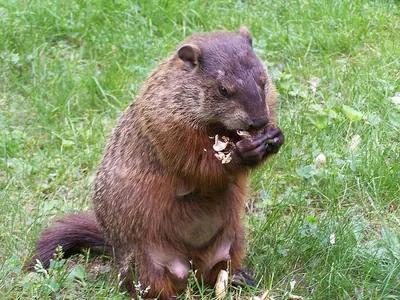 Woodchuck