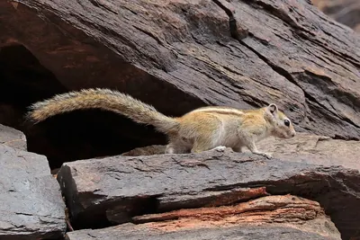 Congo Rope Squirrel