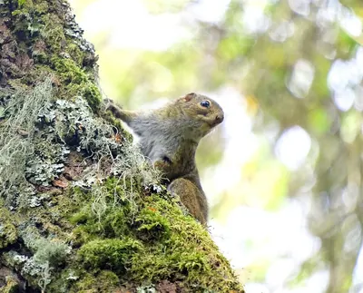 Carruther’s Mountain Squirrel