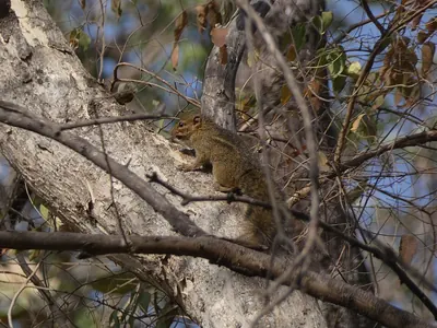 Winston’s Tree Squirrel