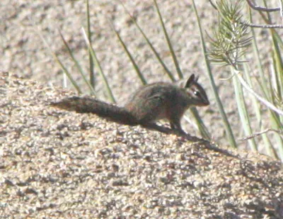 California Chipmunk